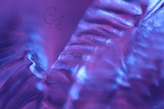 IMG_7494