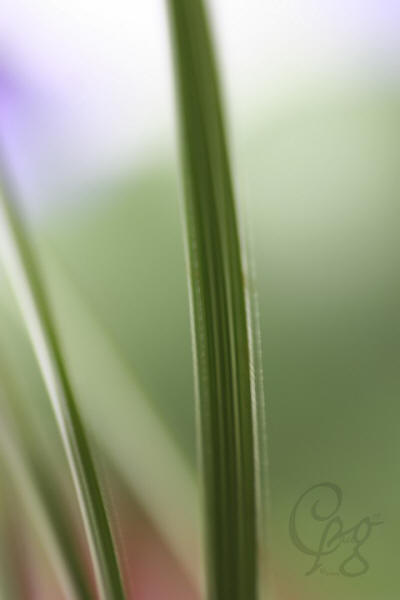 017.Macros-fleurs-1_200917_MG_0187.JPG