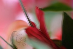 17.Macros-fleurs-3_200917_MG_0133