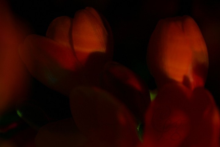 006.Macros-fleurs.jpg