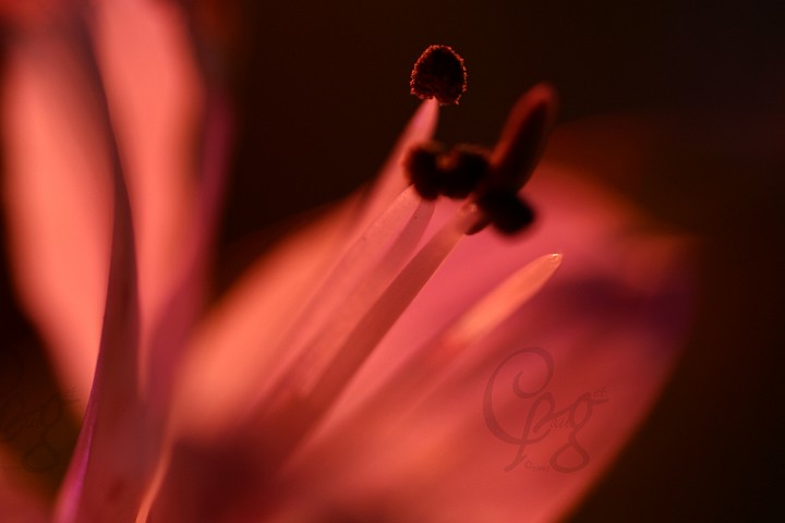 011.Macros-fleurs.jpg