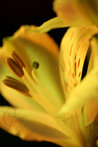 012.Macros-fleurs.jpg