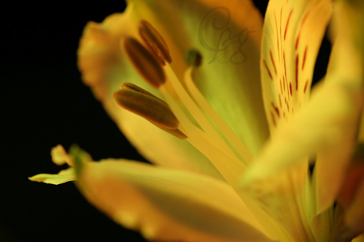 013.Macros-fleurs.jpg