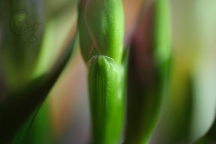 020.Macros-fleurs.JPG