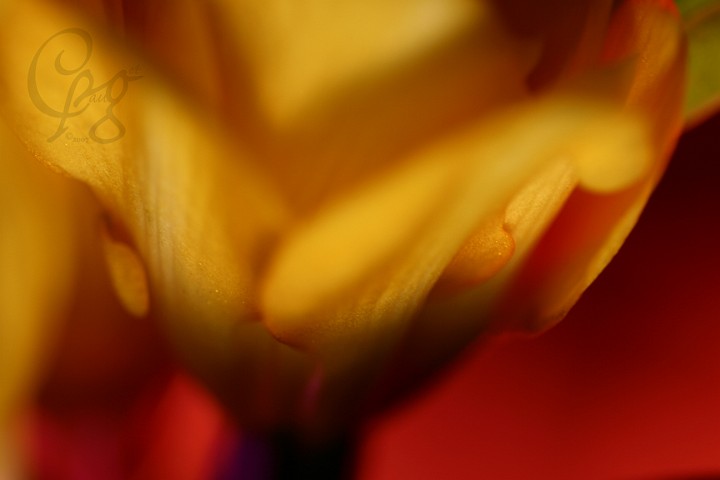 029.Macros-fleurs.jpg