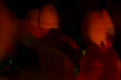 006.Macros-fleurs