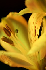 012.Macros-fleurs