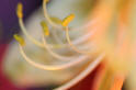 Fleurs en lumi�res - Macrophotographies 