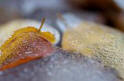 Macrophotographies vgtaux et glace