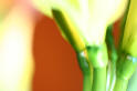 Fleurs en lumi�res - Macrophotographies